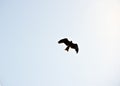 Black kite soaring Royalty Free Stock Photo