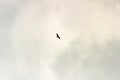 A Black Kite soaring high in the sky!! Royalty Free Stock Photo