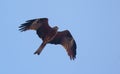 Black kite Milvus migrans soars in blue sky Royalty Free Stock Photo