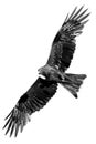 The black kite soars, spreading its wings wide. Flying bird isolated on white background. Vector Royalty Free Stock Photo