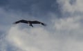 Black kite, spread wings flying in the blue cloudy sky Royalty Free Stock Photo
