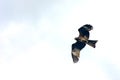 Black kite, spread wings flying in the blue cloudy sky looking for a prey Royalty Free Stock Photo