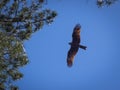 Black kite, spread wings flying in the blue sky Royalty Free Stock Photo