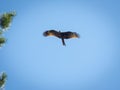 Black kite, spread wings flying in the blue sky above the pine Royalty Free Stock Photo