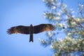 Black kite, spread wings flying in the blue sky above the pine Royalty Free Stock Photo