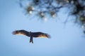 Black kite, spread wings flying in the blue sky above the pine Royalty Free Stock Photo