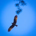 Black kite, spread wings flying in the blue sky above the pine Royalty Free Stock Photo