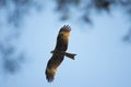 Black kite, spread wings flying in the blue sky above the pine Royalty Free Stock Photo