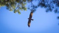 Black kite, spread wings flying in the blue sky above the pine Royalty Free Stock Photo