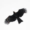 Black kite, spread wings flying in the sky, isolated Royalty Free Stock Photo