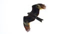 Black kite, spread wings flying in the sky Royalty Free Stock Photo