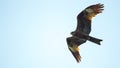 Black kite, spread wings flying in the sky Royalty Free Stock Photo