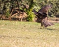 Black Kite Royalty Free Stock Photo