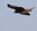 Black Kite Royalty Free Stock Photo