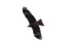 Black Kite Royalty Free Stock Photo