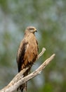 Black kite (Milvus migrans) perched atop a tree branch against a blurred green forest background Royalty Free Stock Photo