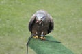Black kite (Milvus migrans) eating a prey Royalty Free Stock Photo
