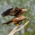 Black kite (Milvus migrans) with its wings outstretched perched atop a tree branch Royalty Free Stock Photo