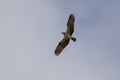 Black Kite in Yeppoon