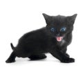 Black kiten Royalty Free Stock Photo