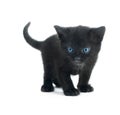 Black kiten Royalty Free Stock Photo