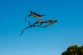 Black kites in the sky Royalty Free Stock Photo