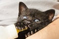 Black Kitten Royalty Free Stock Photo