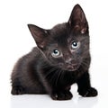 Black kitten