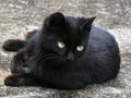 Black Kitten Royalty Free Stock Photo