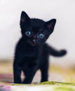 Small black kitten