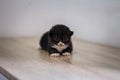 Black Kitten Alone Royalty Free Stock Photo