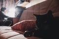 Black kitten on bed on background boy  learning online Royalty Free Stock Photo