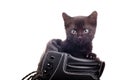 Black kitten in black shoe Royalty Free Stock Photo