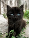 Black kitten with blue eyes on bright gray background with grass