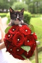 Black kitten with bridal red rose bouquet Royalty Free Stock Photo