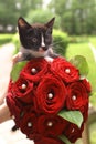 Black kitten with bridal red rose bouquet Royalty Free Stock Photo