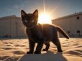 Black Kitten Sunset Royalty Free Stock Photo