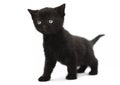 Black kitten cat Royalty Free Stock Photo