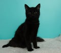 black kitten cat sitting down on a white blanket portrait Royalty Free Stock Photo