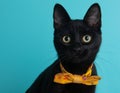 Black Kitten Cat Wearing Bow Tie Yellow Flower Close Up Face Portrait Pet Cute Costume Fluffy Blue Background Collar Royalty Free Stock Photo