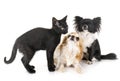 Black kitten and chihuahuas