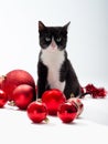 Black Kitten and Christmas decorations Royalty Free Stock Photo