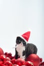 Black Kitten and Christmas decorations Royalty Free Stock Photo