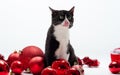 Black Kitten and Christmas decorations Royalty Free Stock Photo