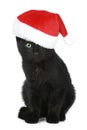 Black kitten in a Christmas hat Royalty Free Stock Photo