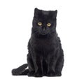 Black Kitten crossbreed cat, looking at the camera, isolated on white Royalty Free Stock Photo