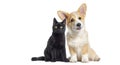 Black Kitten crossbreed cat and puppy Welsh Corgi Pembroke dog, looking at the camera, isolated on white Royalty Free Stock Photo