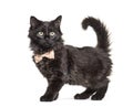 Black Kitten Crossbreed cat wearing a bow tie Royalty Free Stock Photo