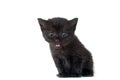 Black kitten crying on white background Royalty Free Stock Photo