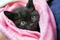Black kitten wrapped in a pink towel Royalty Free Stock Photo